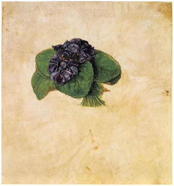 Violet Bouquet by Albrecht Durer
